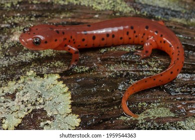 Eastern Mud Salamander on wood with lichen, Pseudotriton montanus