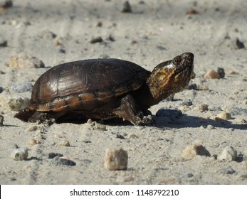 1,647 Mud Turtle Images, Stock Photos & Vectors | Shutterstock