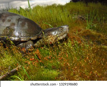 Eastern Mud Turtle Kinosternon Subrubrum Nestled Stock Photo 1329198680 ...