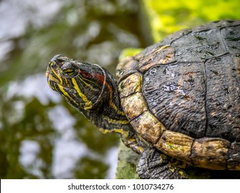 15 Eastern Musk Turtle Images, Stock Photos & Vectors | Shutterstock