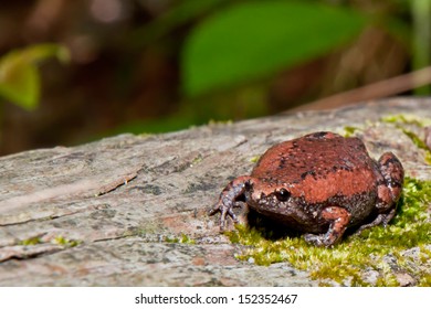 Eastern Narrowmouth Toad