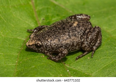 Eastern Narrowmouth Toad