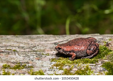 Eastern Narrowmouth Toad (Gastrophryne Carolinensis)