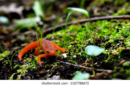  Eastern Newt Salamander