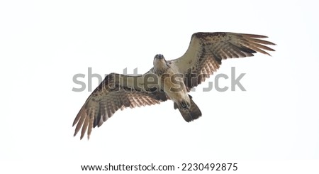 Similar – Awesome bird of prey in flight