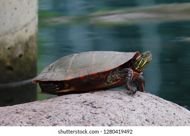 Eastern Painted Turtle