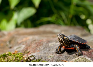 Eastern Painted Turtle