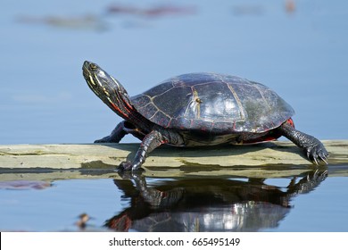 Eastern Painted Turtle