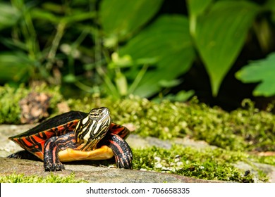 Eastern Painted Turtle