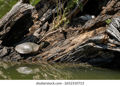 Eastern painted turtle sitting on log with a clutch of eggs in the background