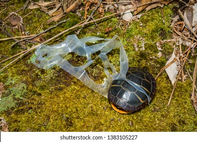 Eastern Painted Turtle Stuck In A Plastic Six Pack Ring.