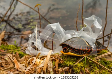 Eastern Painted Turtle Stuck In A Plastic Six Pack Ring.