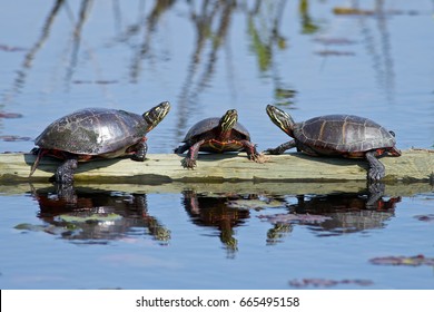 Eastern Painted Turtles