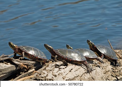 Eastern Painted Turtles Sunning Themselves