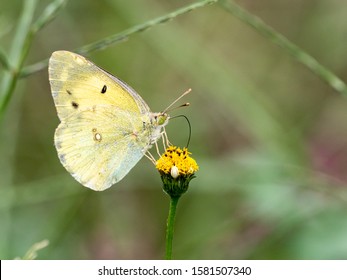 An eastern pale clouded yellow butterfly, Colias erate or recently updated to Colias poliographus, feeds from a small yellow flower.