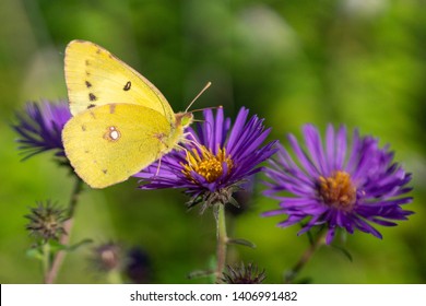 Eastern pale clouded yellow (Colias erate). Pieridae, Butterfly, insect. Feeding on nectar of purple flower. Hokkaido, Japan.