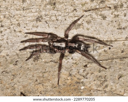 Eastern Parson Spider (Herpyllus ecclesiasticus) hunting at night on a Crepe Myrtle tree trunk in Houston, TX. Found across the USA and Canada.
