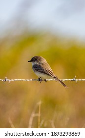 Eastern Phoebe Bird Sitting On A Barbed Wire Farm Fence