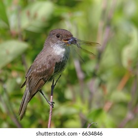 Eastern Phoebe Carrying A Dragonfly To The Nest To Feed To Her Babies