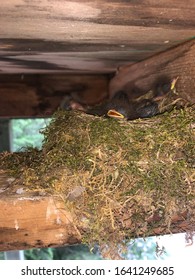 Eastern Phoebe Chicks In A Mossy Nest