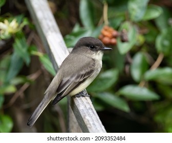 Eastern Phoebe perched in garden