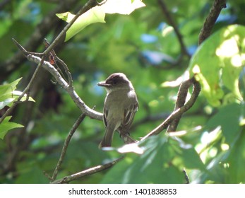 An Eastern Phoebe Perched With A Moth In Its Beak, Carrying It To Feed Young On The Nest