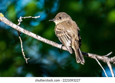 Eastern Phoebe Perched on Branch