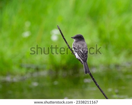 Eastern Phoebe perched on stick against green background