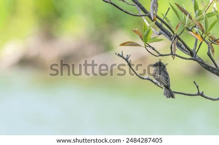 Eastern phoebe perched on a tree branch with a lake in the background.