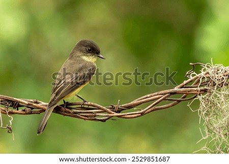 Eastern phoebe perched on a tree