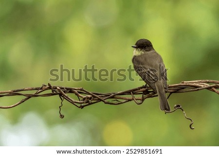 Eastern phoebe perched on a tree
