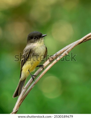 Eastern Phoebe Perched on a tree branch