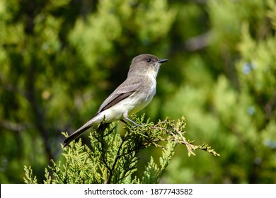 Eastern Phoebe - Sayornis Phoebe - Perched On A Juniper Branch