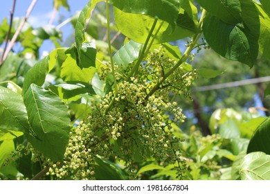 Eastern Poison Ivy In Bloom