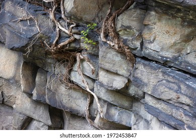 Eastern Poison Ivy Can Be Seen Growing On A Rocky Cliff While Hiking In The Doe River Gorge In Tennessee.