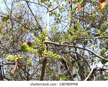 Eastern Poison Ivy Plant, Poison Ivy, Climbing Poison Ivy Plant