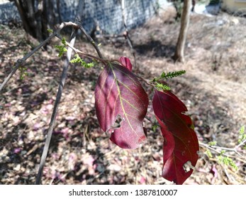 Eastern Poison Ivy Plant, Poison Ivy, Climbing Poison Ivy Plant