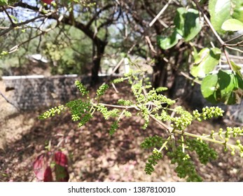 Eastern Poison Ivy Plant, Poison Ivy, Climbing Poison Ivy Plant