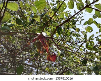 Eastern Poison Ivy Plant, Poison Ivy, Climbing Poison Ivy Plant