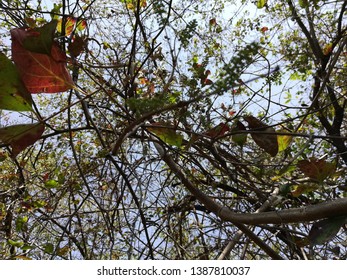 Eastern Poison Ivy Plant, Poison Ivy, Climbing Poison Ivy Plant