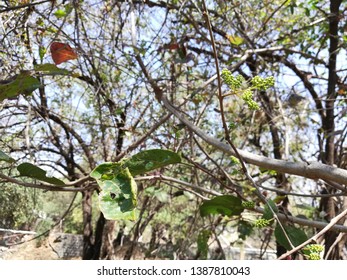 Eastern Poison Ivy Plant, Poison Ivy, Climbing Poison Ivy Plant