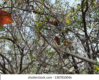 Eastern Poison Ivy Plant, Poison Ivy, Climbing Poison Ivy Plant