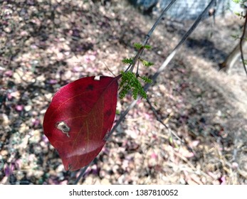 Eastern Poison Ivy Plant, Poison Ivy, Climbing Poison Ivy Plant