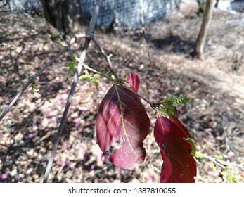 Eastern Poison Ivy Plant, Poison Ivy, Climbing Poison Ivy Plant