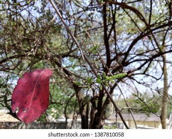 Eastern Poison Ivy Plant, Poison Ivy, Climbing Poison Ivy Plant