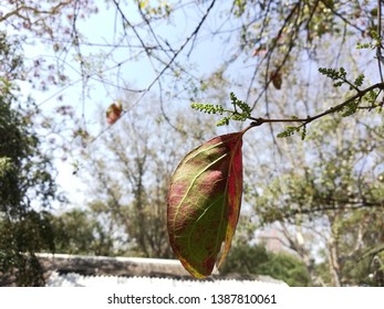 Eastern Poison Ivy Plant, Poison Ivy, Climbing Poison Ivy Plant