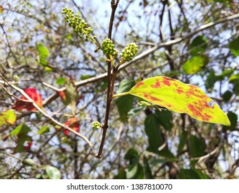 Eastern Poison Ivy Plant, Poison Ivy, Climbing Poison Ivy Plant