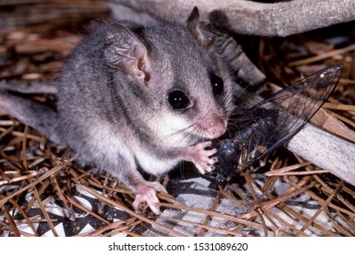 Eastern Pygmy Possum Eating Cicada