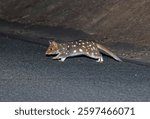 Eastern Quoll (Dasyurus viverrinus) adult crossing road at night.
Bruny Island, Tasmania, Australia.    February