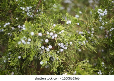 Eastern Red Cedar Red Juniper Berries